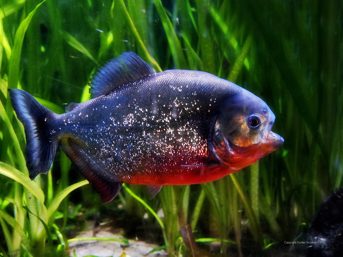 Roter Piranha.