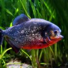 Roter Piranha.