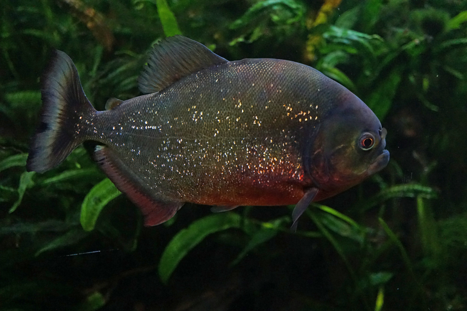 Roter Piranha