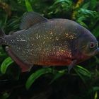 Roter Piranha