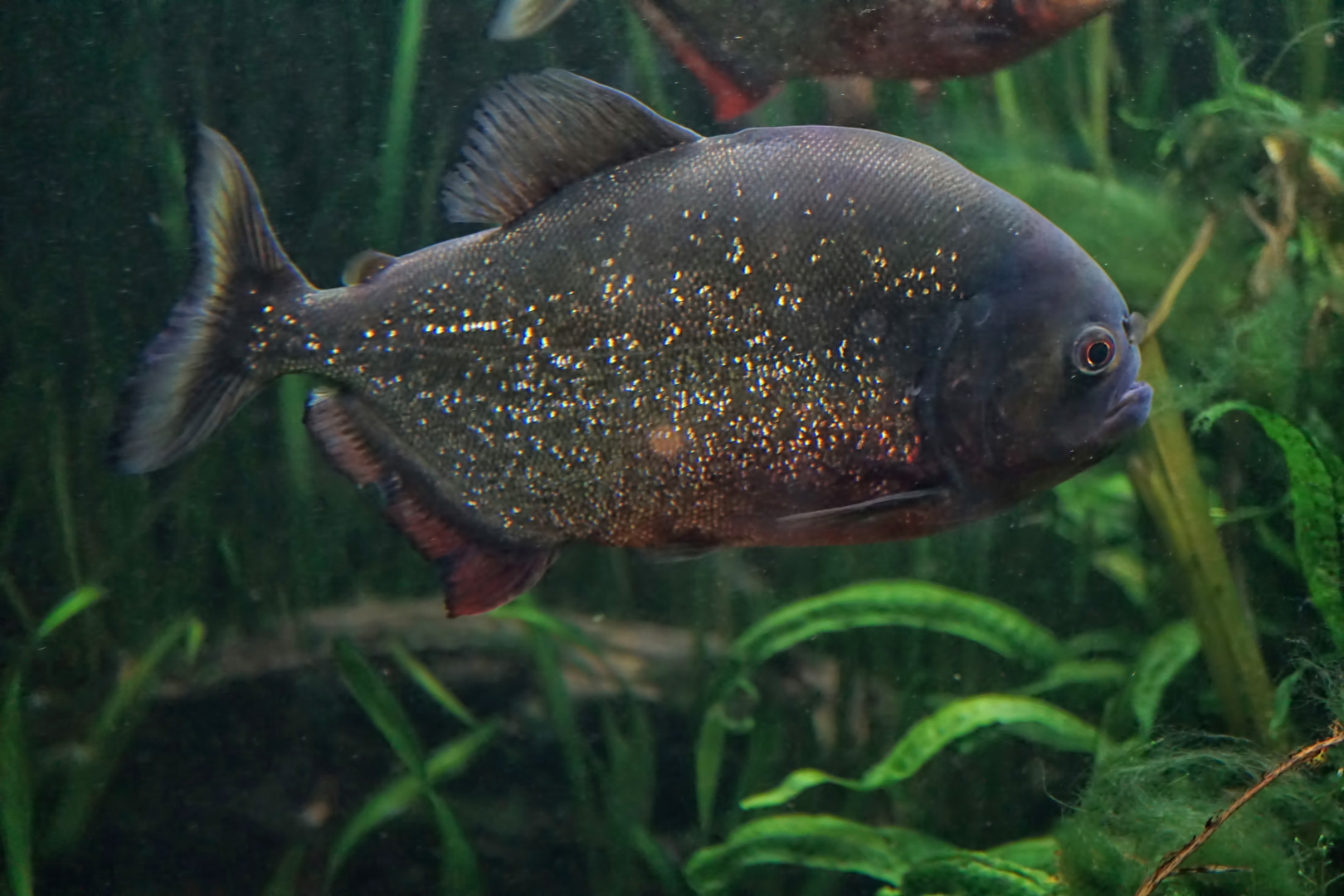 Roter Piranha