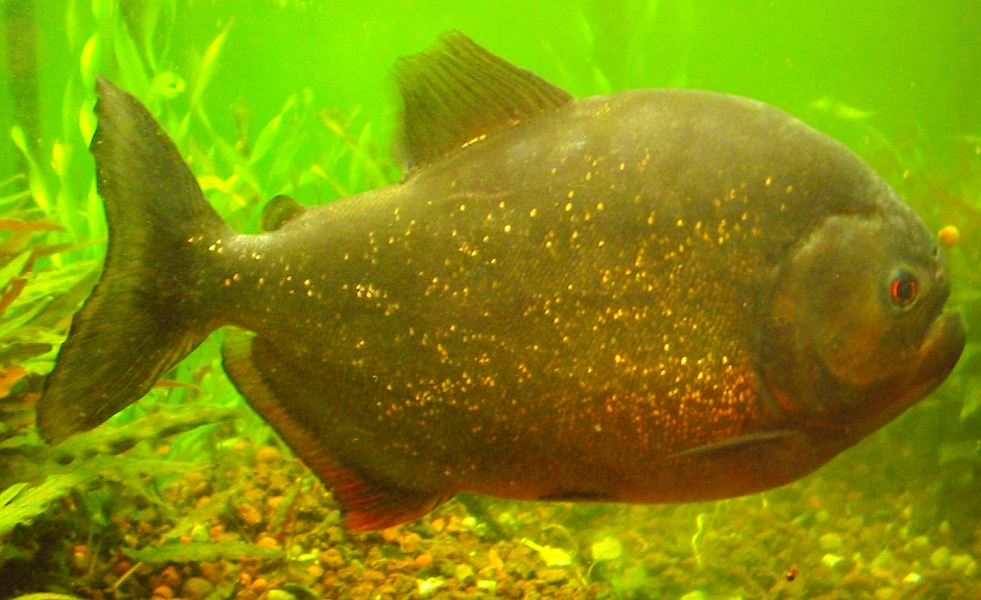 Roter Piranha