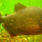 Roter Piranha