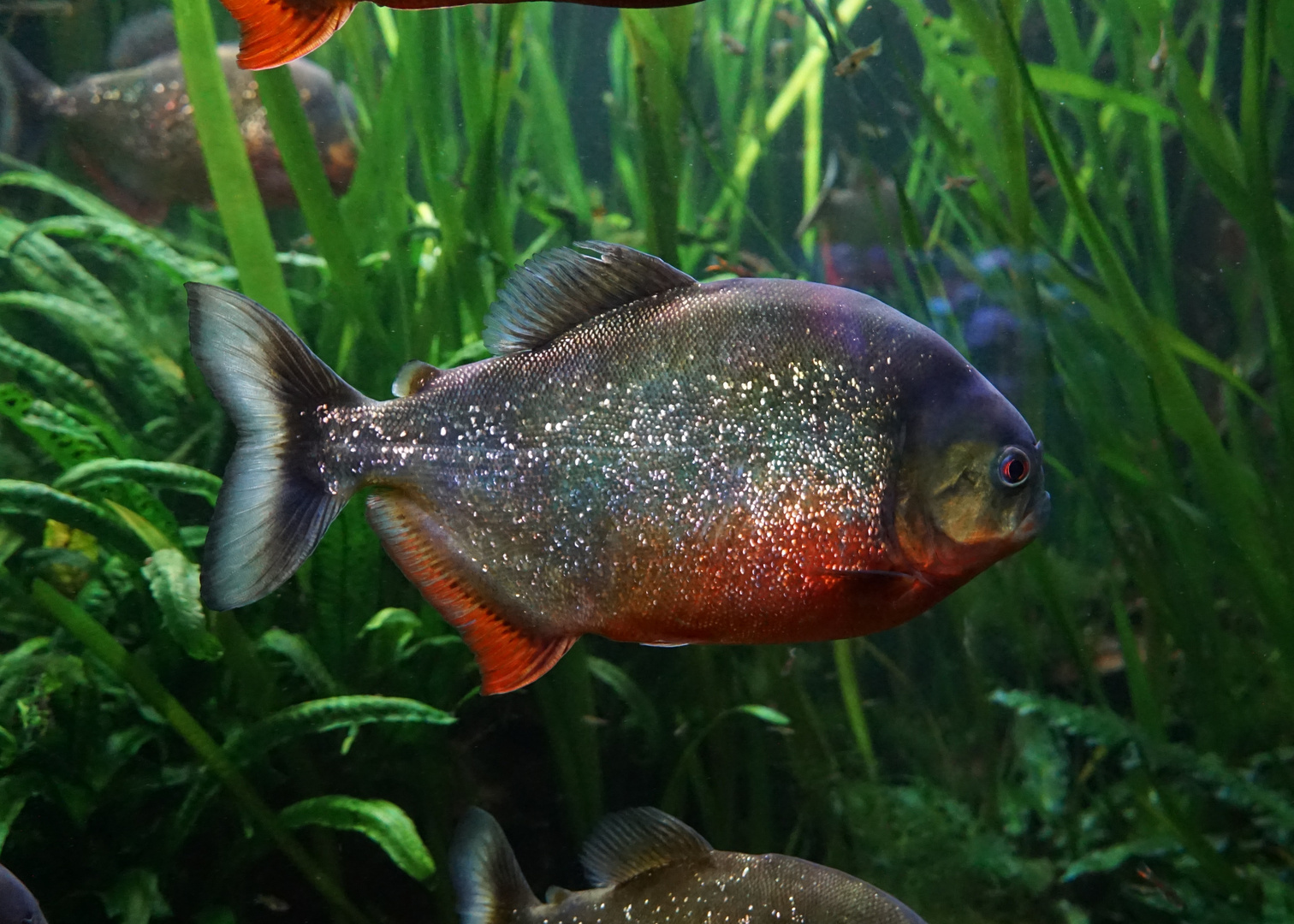 Roter Piranha 