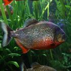 Roter Piranha 