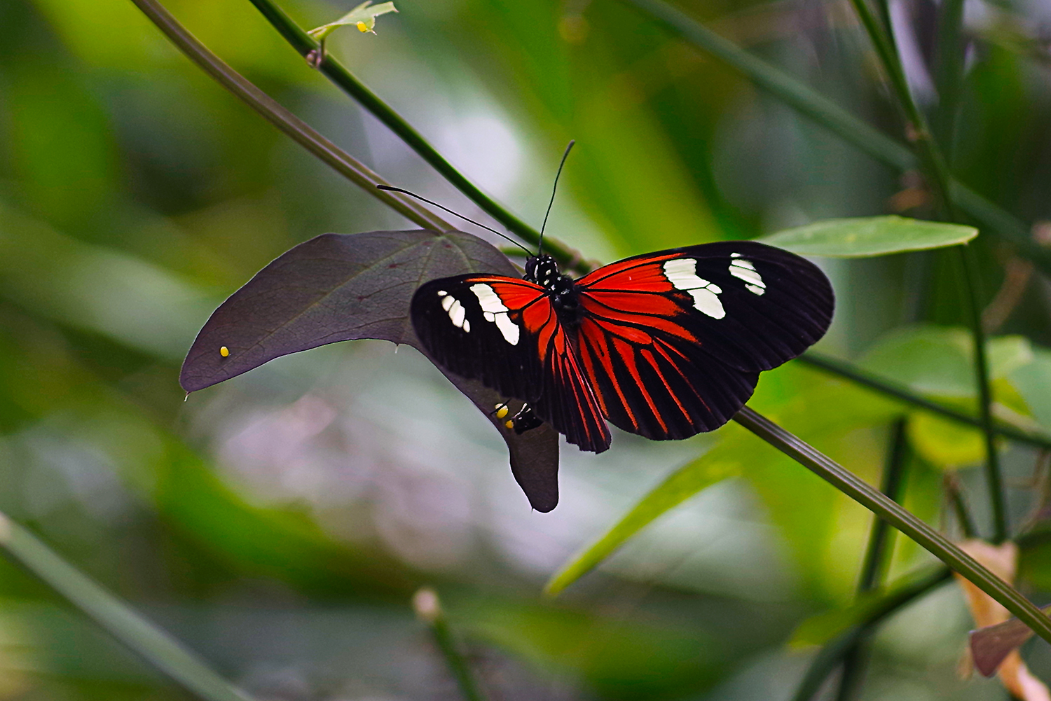 Roter Postmann (Heliconiidae) bei der Eiablage