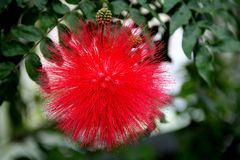 Roter Puderquastenstrauch aus Bolivien