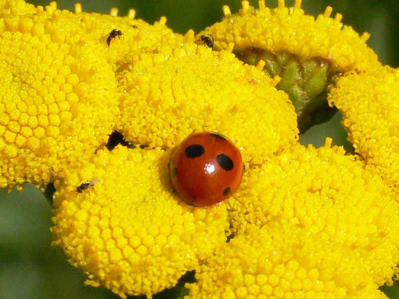 Roter Punkt auf gelben Blüten