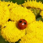 Roter Punkt auf gelben Blüten