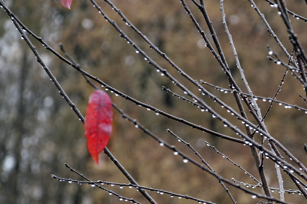 Roter Punkt im Novembergrau