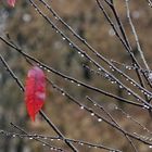 Roter Punkt im Novembergrau