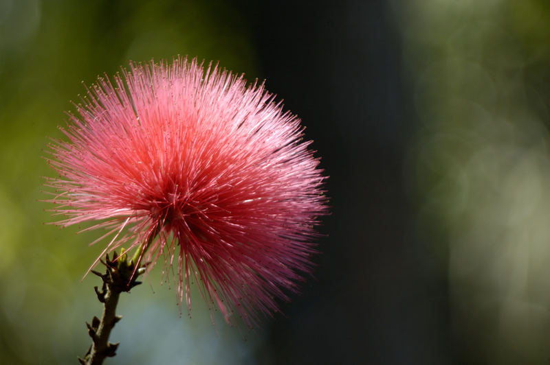 roter Puschel  (Cheirolophus - Buschflockenblume)