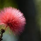 roter Puschel  (Cheirolophus - Buschflockenblume)