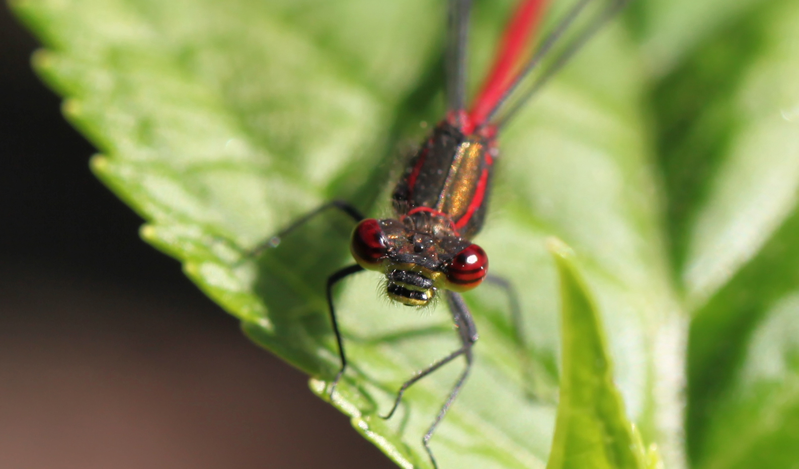 roter Räuber