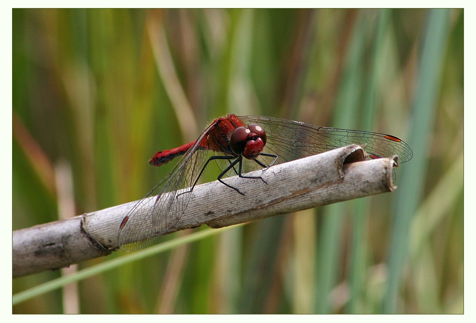 Roter Räuber