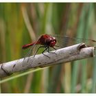 Roter Räuber