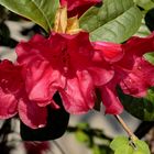 Roter Rhododendron