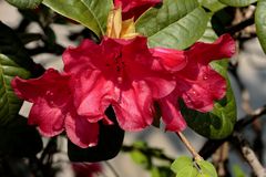 Roter Rhododendron