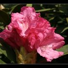 Roter Rhododendron