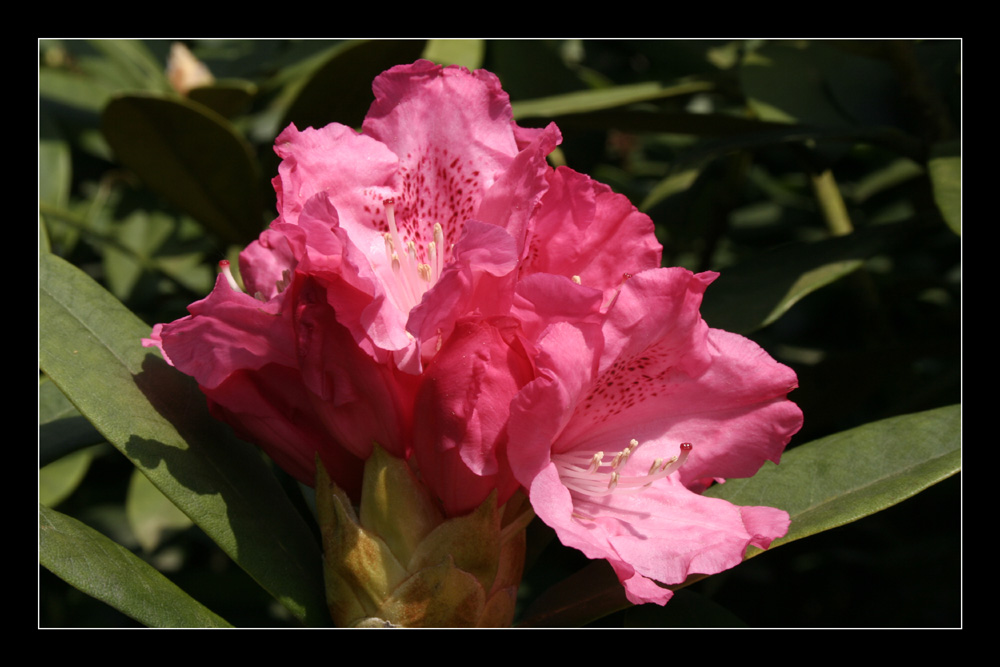 Roter Rhododendron