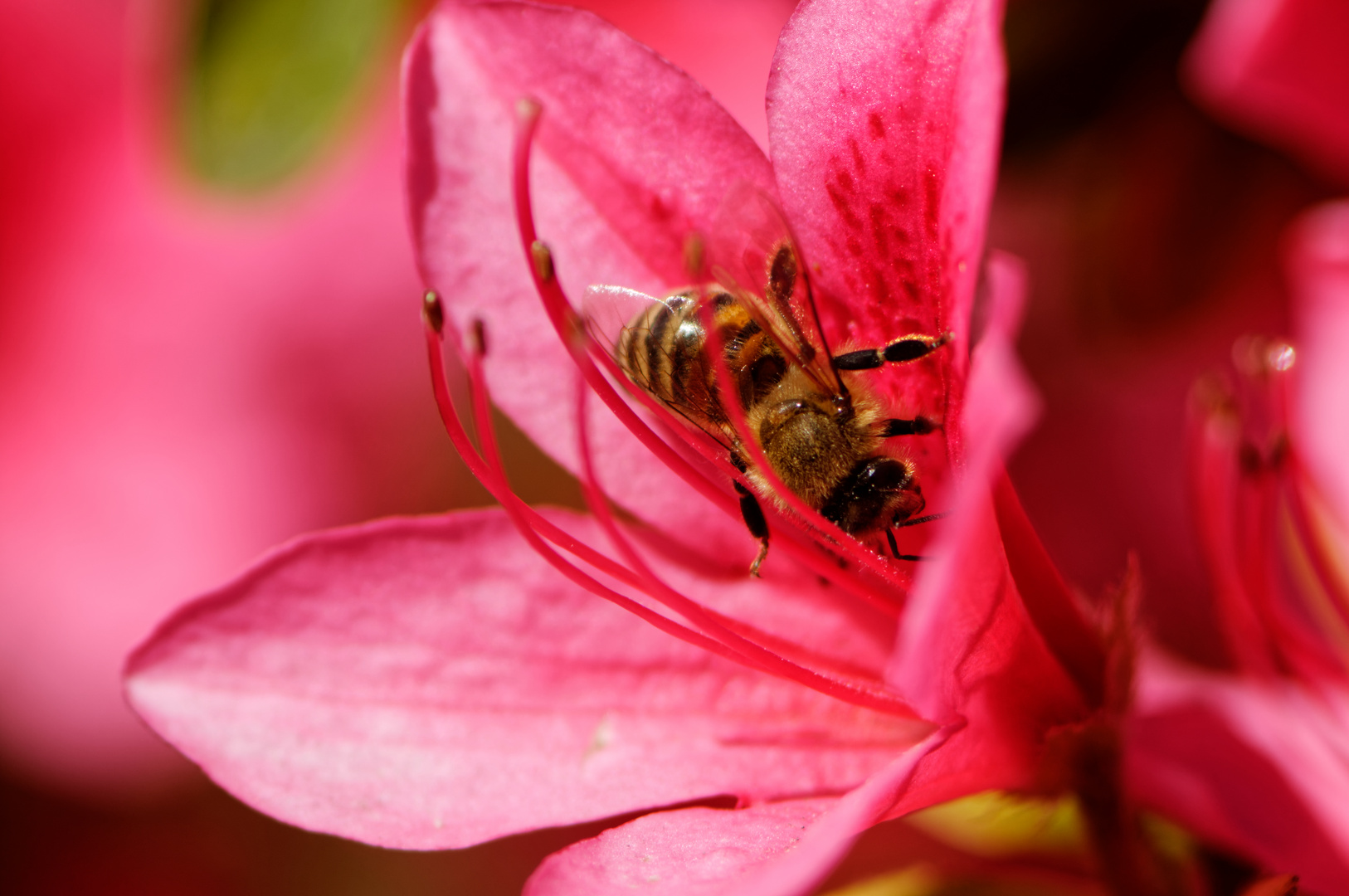 roter Rhododendron