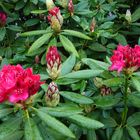roter Rhododendron erblüht