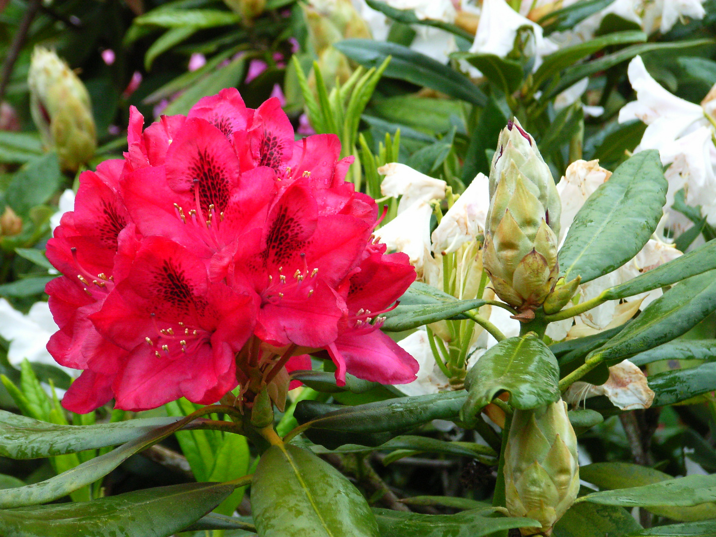 Roter Rhododendron, mit voller Blüte und Knospe