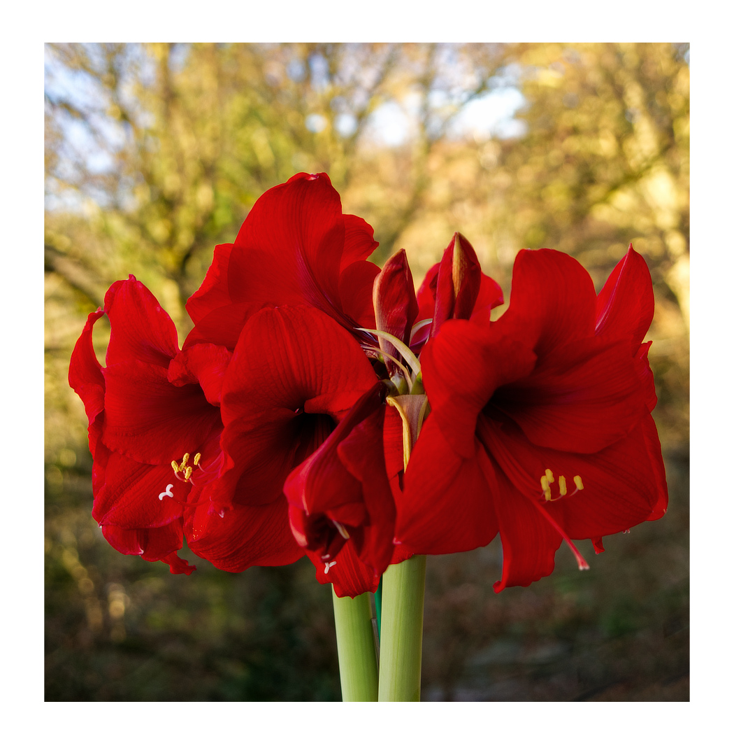 roter Ritterstern im Winter