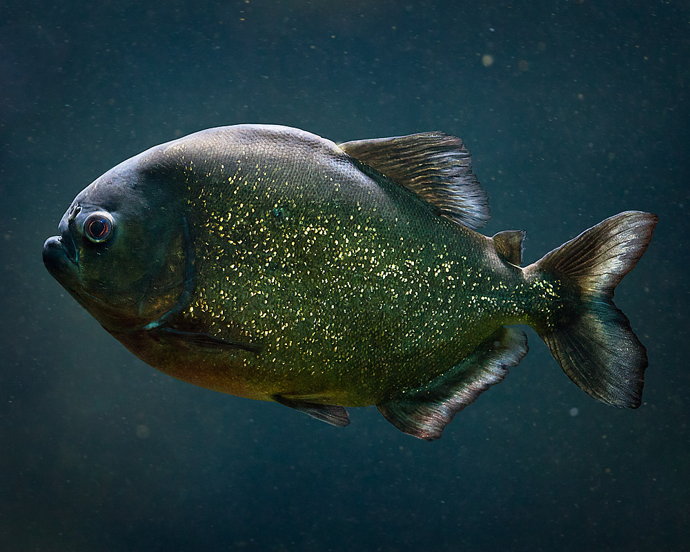 Roter (Rotbäuchiger) Piranha