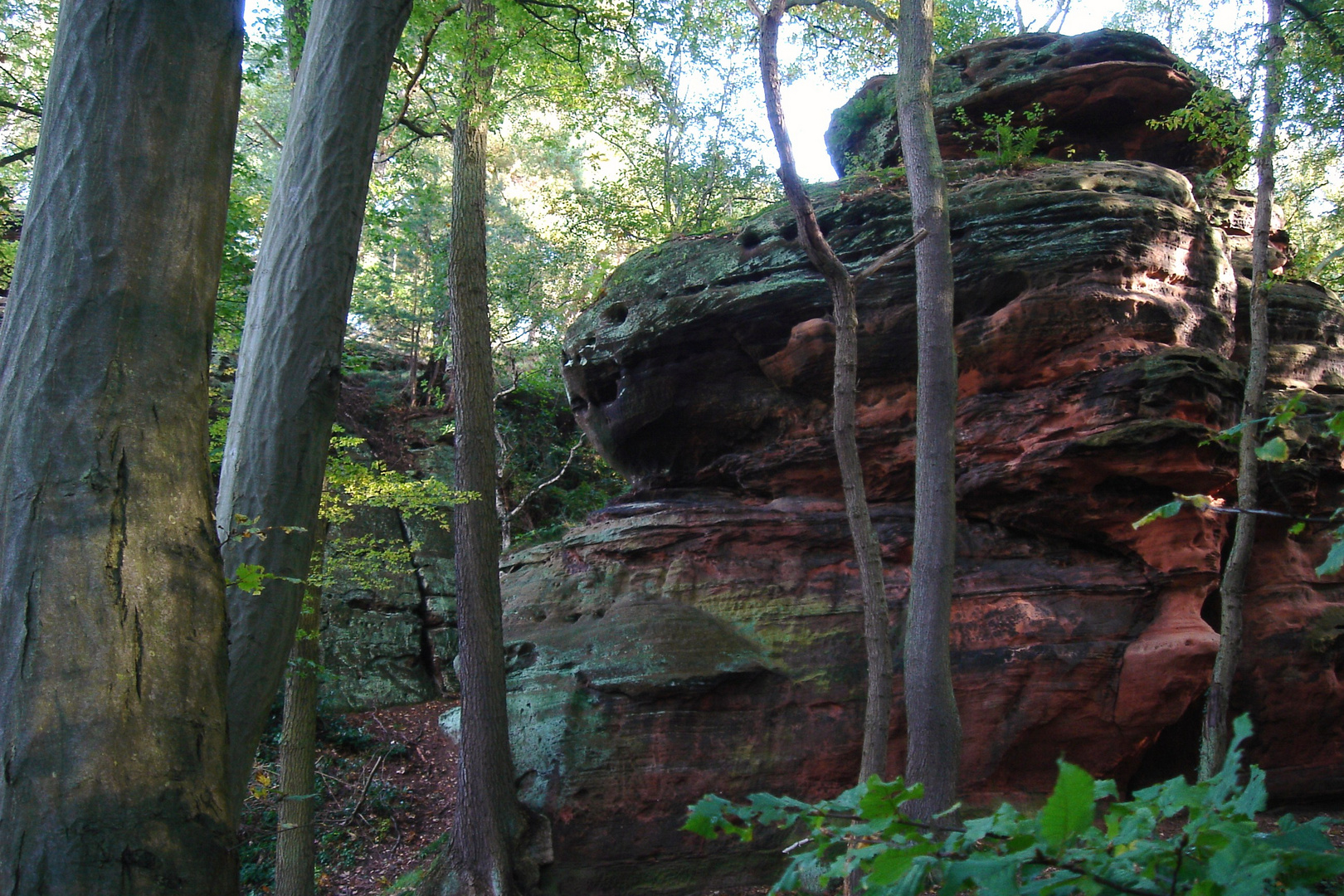 roter sandstein, im kiefernwald...