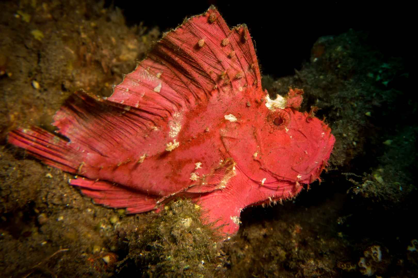 roter Schaukelfisch im Portrait