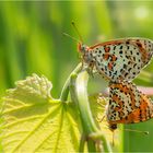 Roter Scheckenfalter