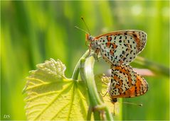 Roter Scheckenfalter