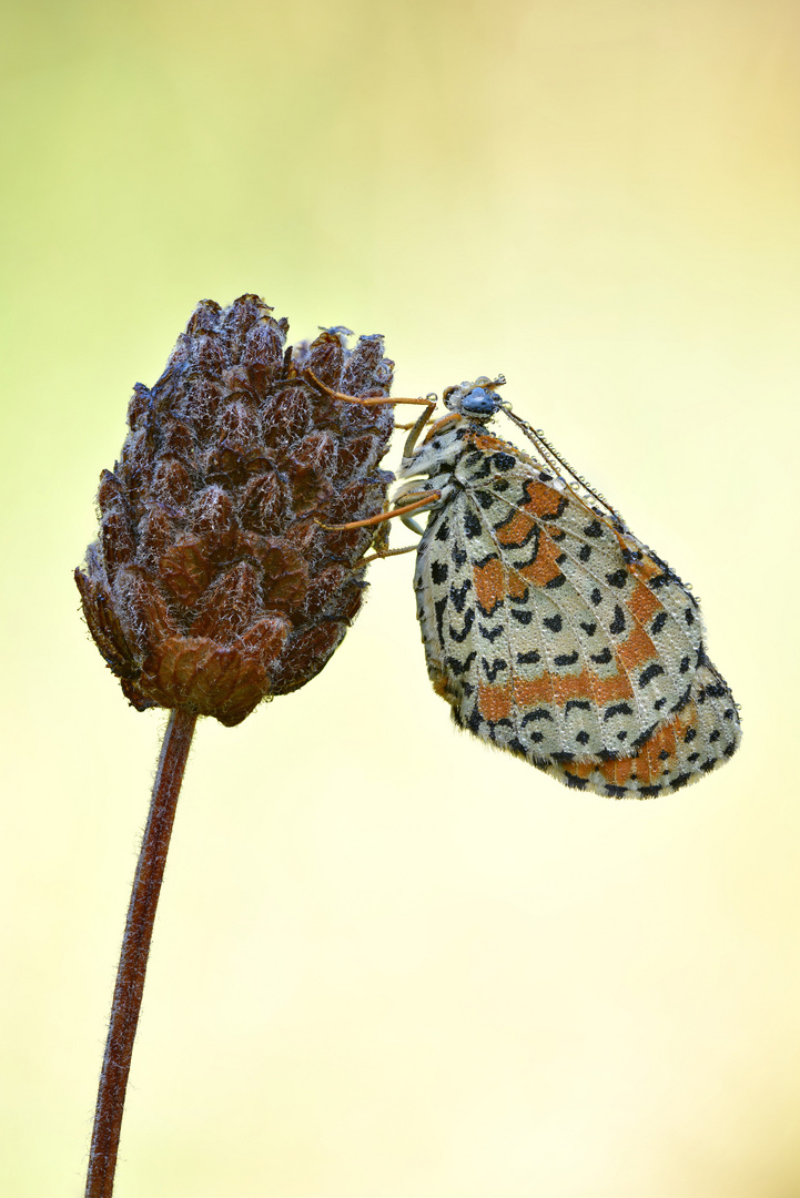 Roter Scheckenfalter #10