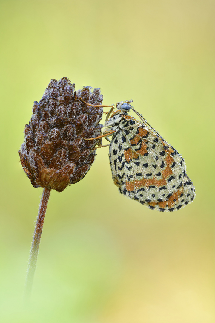 Roter Scheckenfalter #18