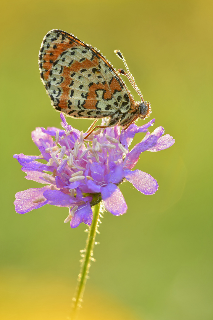 Roter Scheckenfalter #21