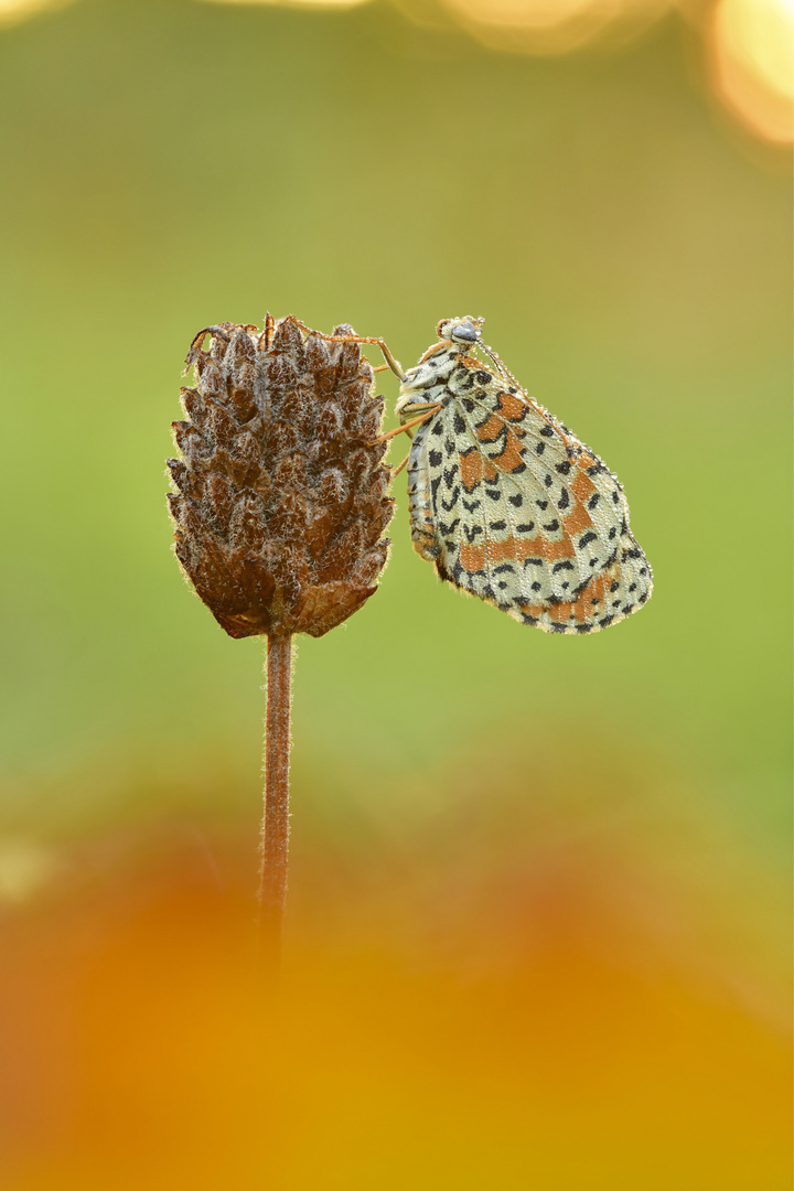 Roter Scheckenfalter #22