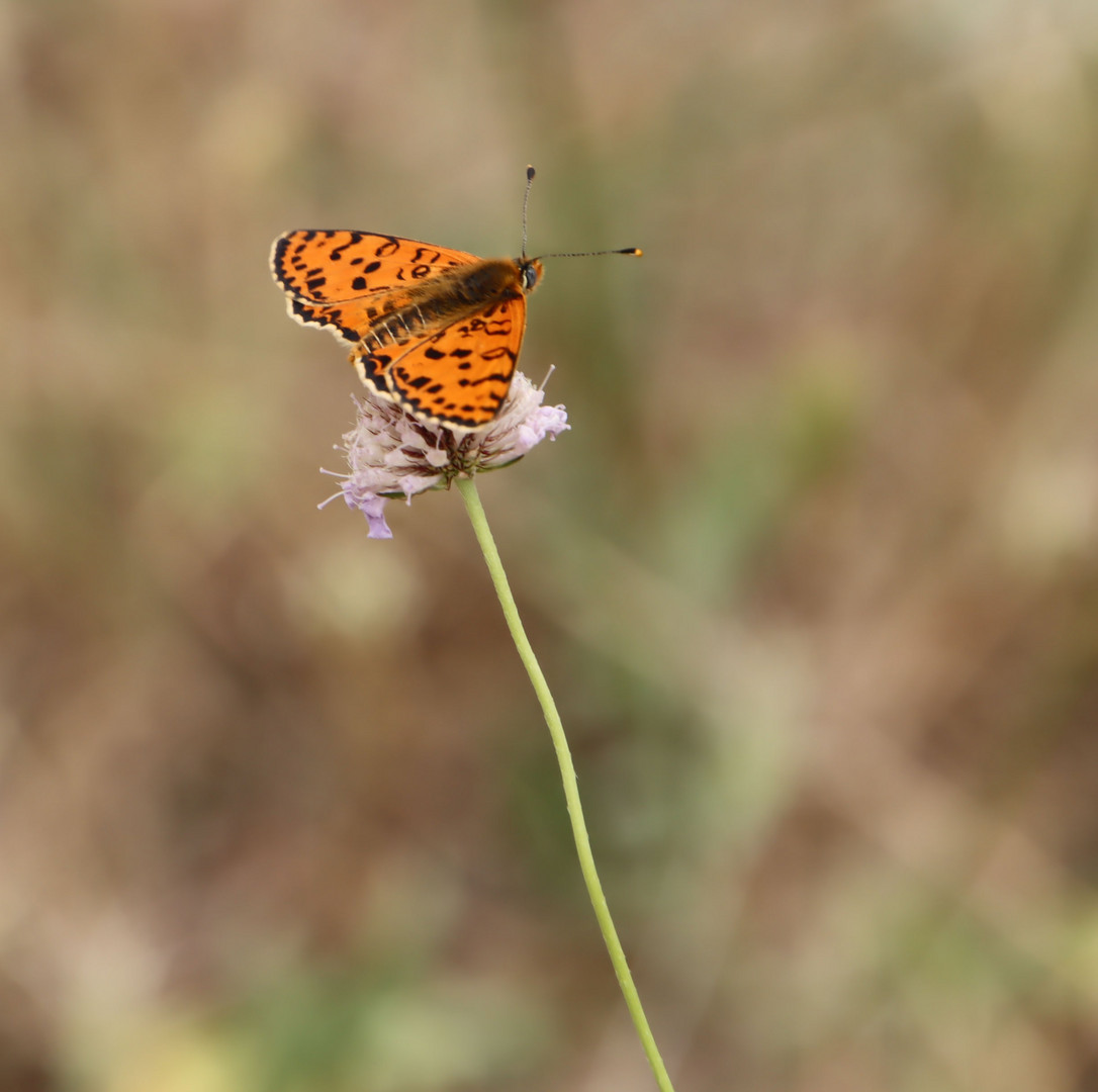 Roter Scheckenfalter