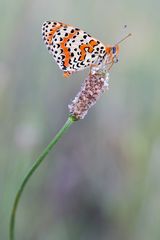 Roter Scheckenfalter