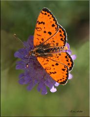 Roter Scheckenfalter