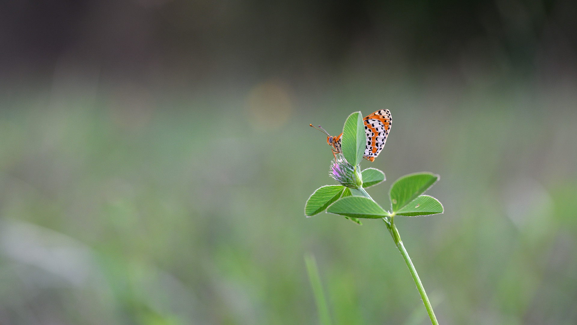 Roter Scheckenfalter