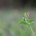 Roter Scheckenfalter