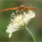 Roter Scheckenfalter