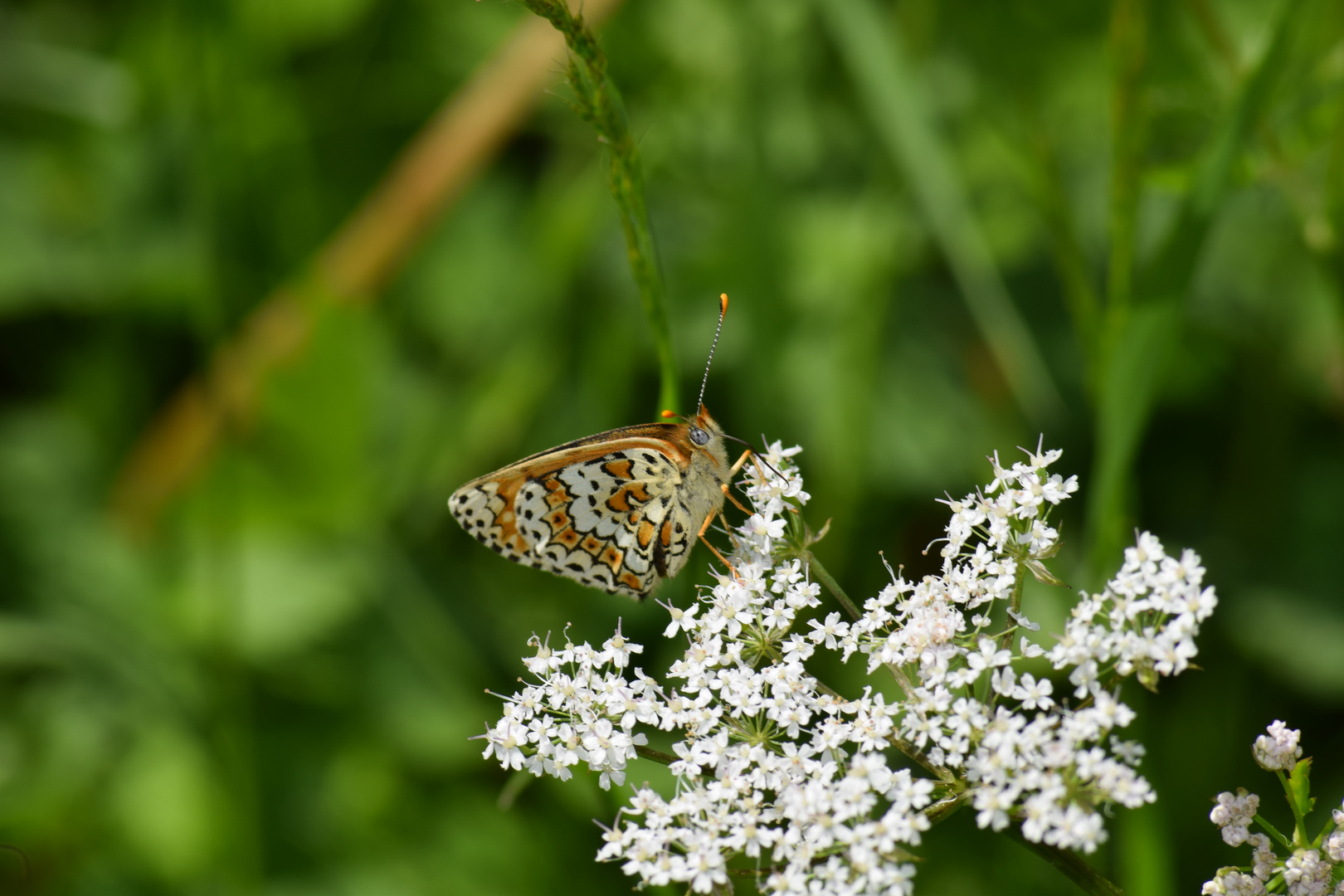 Roter Scheckenfalter