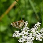 Roter Scheckenfalter