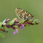 Roter-Scheckenfalter