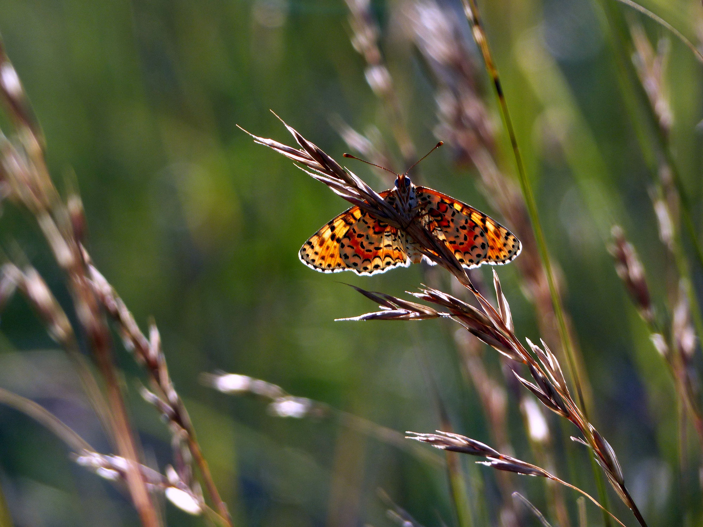 roter Scheckenfalter