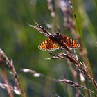 roter Scheckenfalter