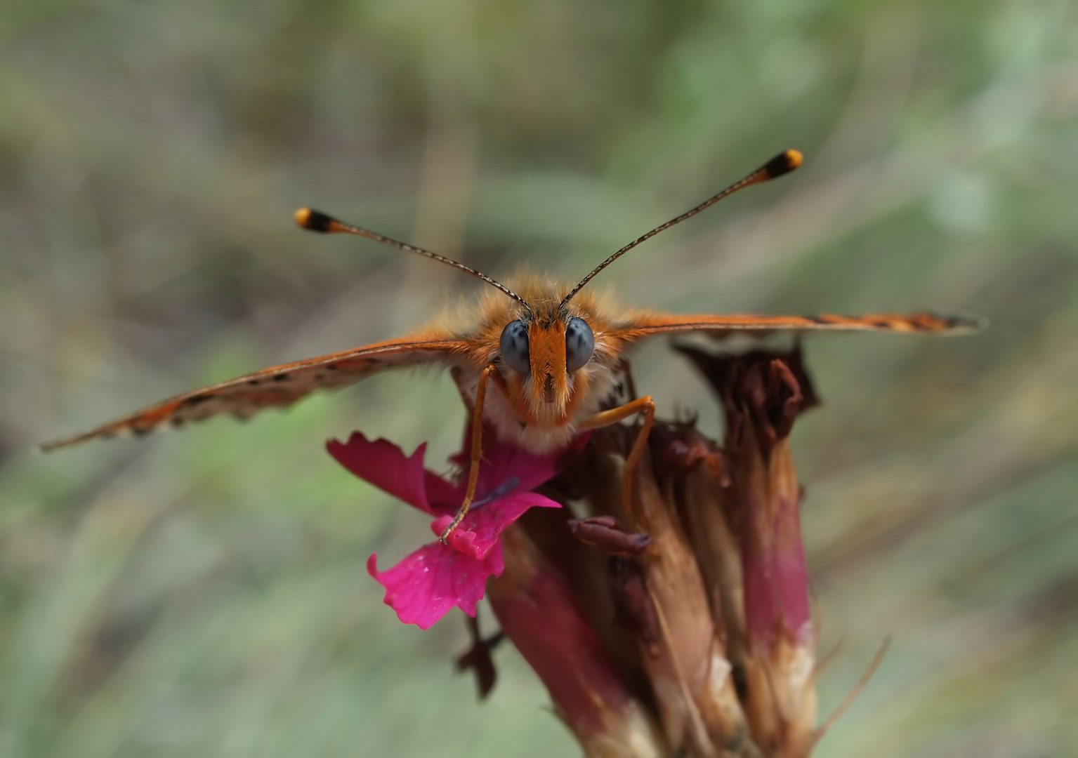 Roter Scheckenfalter - frontal