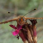 Roter Scheckenfalter - frontal